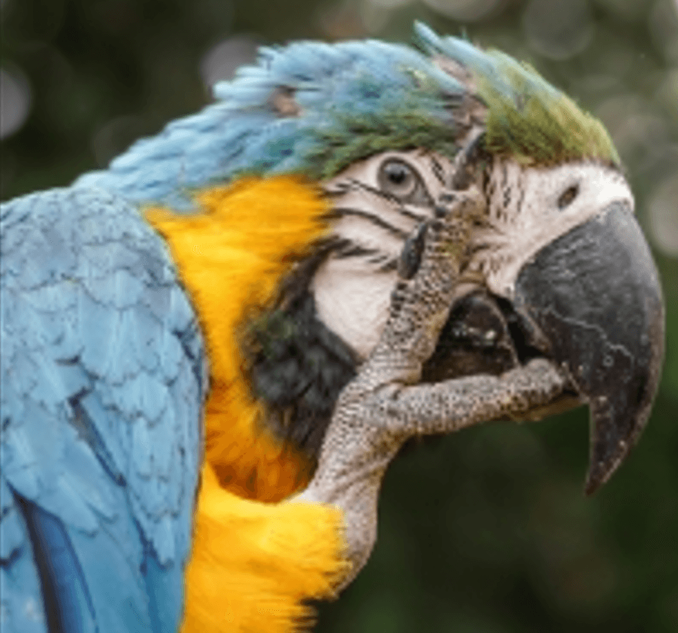 Super Enhancer (SR x4) - Before